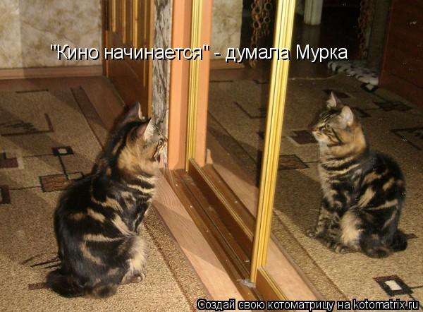 "Кино начинается" - думала Мурка... Котоматрица: "Кино начинается" - думала Мурка