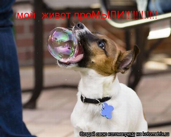 мой живот проМЫЛИ!!!!!!!!!!!!... Котоматрица: мой живот проМЫЛИ!!!!!!!!!!!!