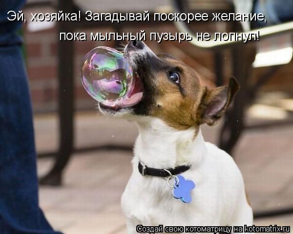 Эй, хозяйка! Загадывай поскорее желание, пока мыльный пузырь не лопнул!... Котоматрица: Эй, хозяйка! Загадывай поскорее желание, пока мыльный пузырь не лопнул!