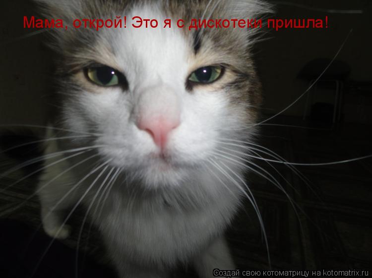 Мама, открой! Это я с дискотеки пришла!... Котоматрица: Мама, открой! Это я с дискотеки пришла!