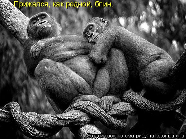 Прижался, как родной, блин.... Котоматрица: Прижался, как родной, блин.