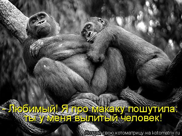 - Любимый! Я про макаку пошутила: ты у меня вылитый человек!... Котоматрица: - Любимый! Я про макаку пошутила: ты у меня вылитый человек!