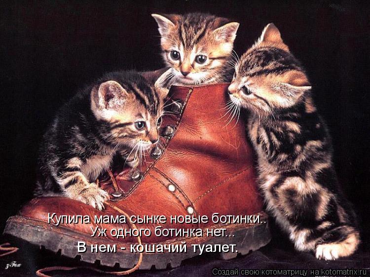 Купила мама сынке новые ботинки.. Уж одного ботинка нет... В нем - кошачий туалет.... Котоматрица: Купила мама сынке новые ботинки.. Уж одного ботинка нет... В нем - кошачий туалет.