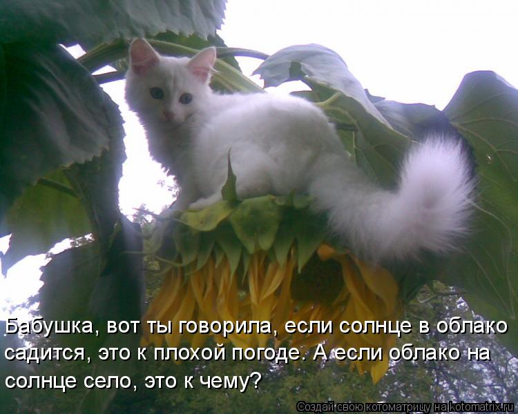 Бабушка, вот ты говорила, если солнце в облако садится, это к плохой погоде. А если облако на солнце ... Котоматрица: Бабушка, вот ты говорила, если солнце в облако садится, это к плохой погоде. А если облако на солнце село, это к чему?