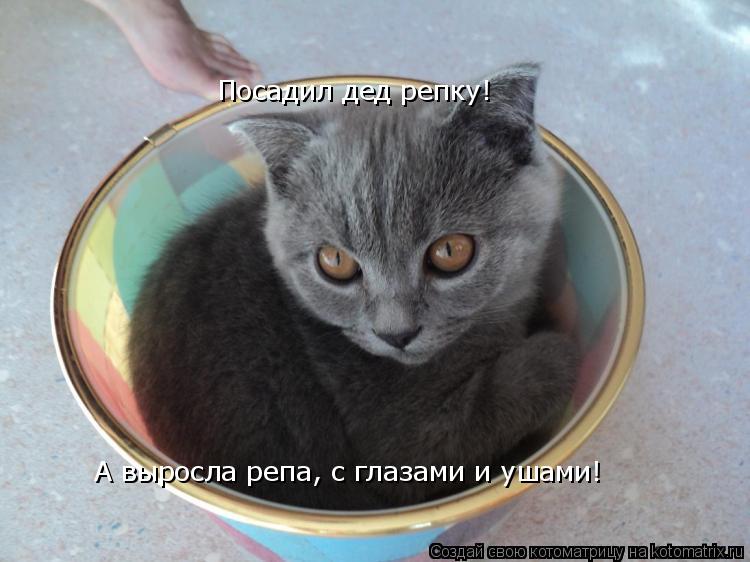Котоматрица: Посадил дед репку! А выросла репа, с глазами и ушами!