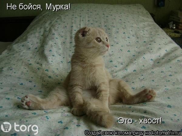Котоматрица: Не бойся, Мурка! Это - хвост!