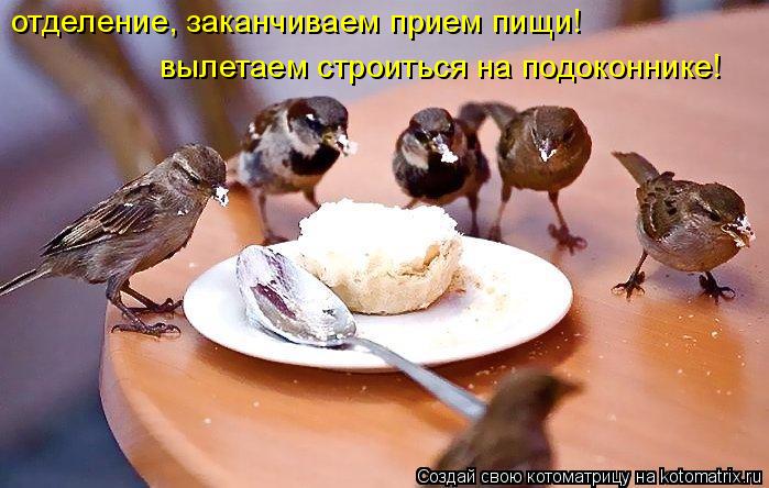 Котоматрица: отделение, заканчиваем прием пищи! вылетаем строиться на подоконнике!