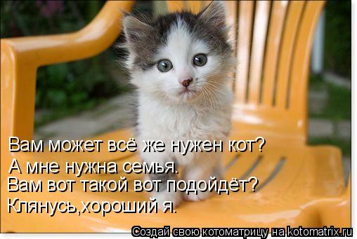 Вам может всё же нужен кот? А мне нужна семья. Вам вот такой вот подойдёт? Клянусь,хороший я.... Котоматрица: Вам может всё же нужен кот? А мне нужна семья. Вам вот такой вот подойдёт? Клянусь,хороший я.