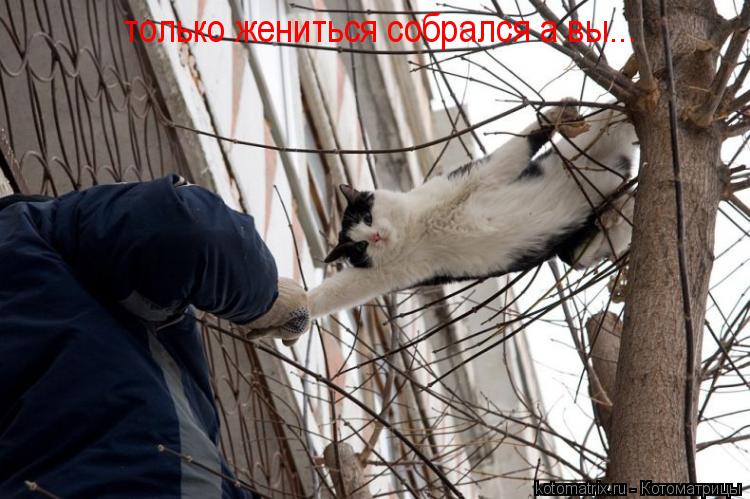Котоматрица: только жениться собрался а вы...