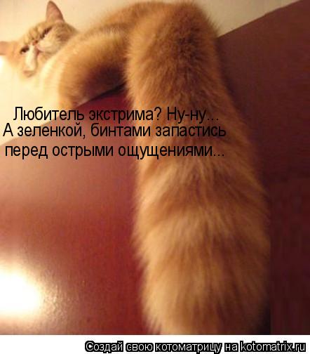 Котоматрица: Любитель экстрима? Ну-ну... А зеленкой, бинтами запастись перед острыми ощущениями...
