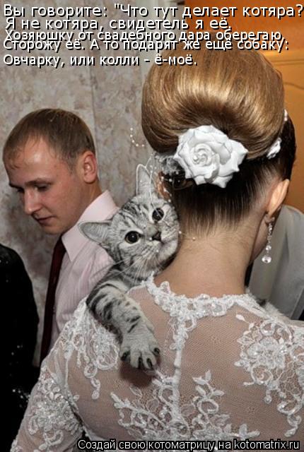 Котоматрица: Вы говорите: "Что тут делает котяра?" Я не котяра, свидетель я её. Хозяюшку от свадебного дара оберегаю,  Овчарку, или колли - ё-моё. Сторожу её. 