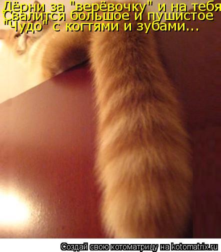 Котоматрица: Дёрни за "верёвочку" и на тебя Свалится большое и пушистое "Чудо" с когтями и зубами...