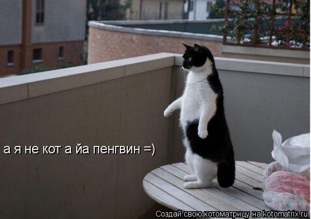 Котоматрица: а я не кот а йа пенгвин =)