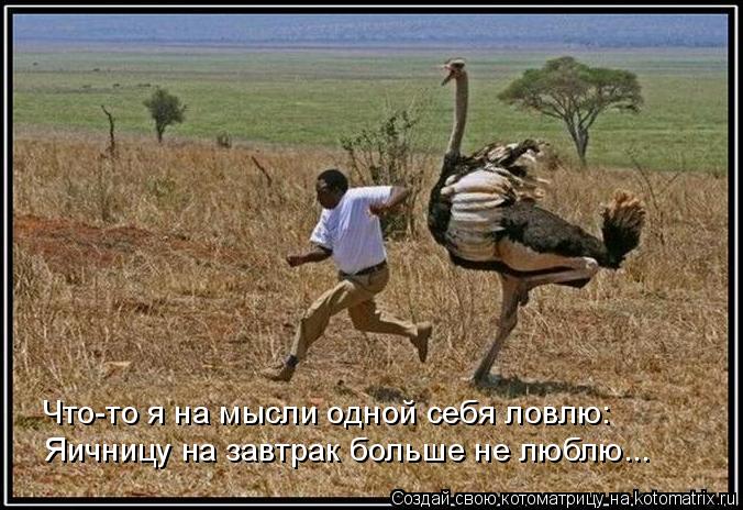 Котоматрица: Что-то я на мысли одной себя ловлю: Яичницу на завтрак больше не люблю...