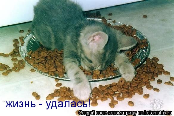 Котоматрица: жизнь - удалась!