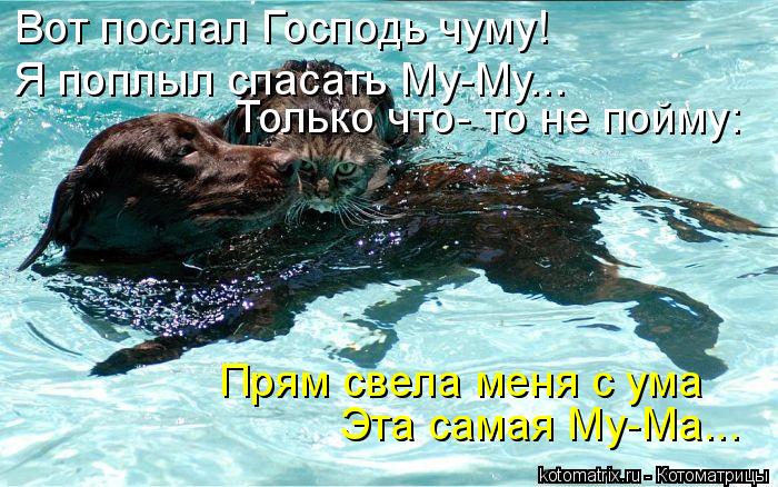Котоматрица: Вот послал Господь чуму!  Я поплыл спасать Му-Му... Эта самая Му-Ма... Прям свела меня с ума Только что- то не пойму: