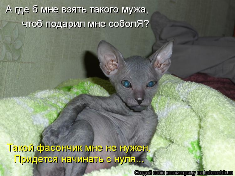 Котоматрица: А где б мне взять такого мужа,  чтоб подарил мне соболЯ? Придется начинать с нуля... Такой фасончик мне не нужен,