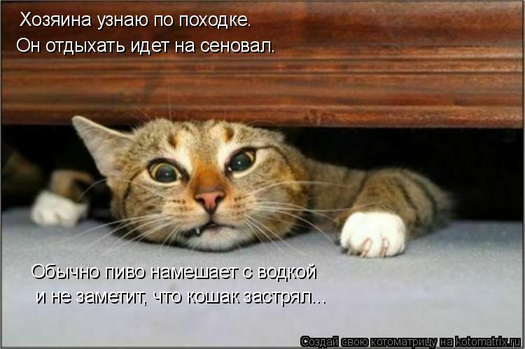 Котоматрица: Хозяина узнаю по походке.  Обычно пиво намешает с водкой и не заметит, что кошак застрял... Он отдыхать идет на сеновал.