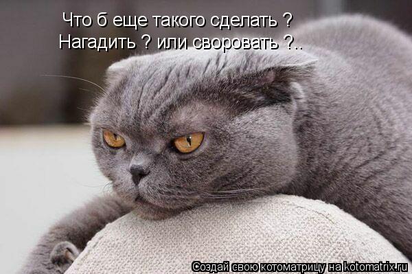 Котоматрица: Что б еще такого сделать ? Нагадить ? или своровать ?..