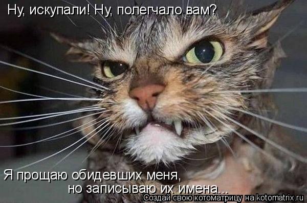 Котоматрица: Ну, искупали! Ну, полегчало вам? Я прощаю обидевших меня,  но записываю их имена...