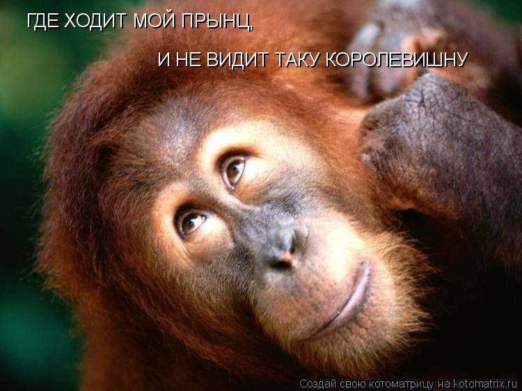 ГДЕ ХОДИТ МОЙ ПРЫНЦ, И НЕ ВИДИТ ТАКУ КОРОЛЕВИШНУ... Котоматрица: ГДЕ ХОДИТ МОЙ ПРЫНЦ, И НЕ ВИДИТ ТАКУ КОРОЛЕВИШНУ