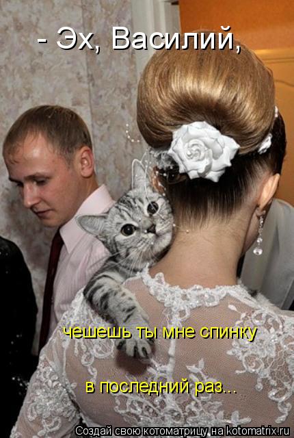 Котоматрица: - Эх, Василий, чешешь ты мне спинку в последний раз...