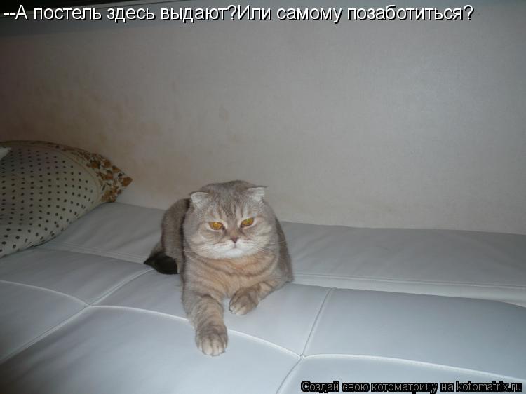 Котоматрица: --А постель здесь выдают?Или самому позаботиться?