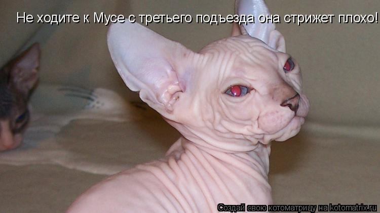 Котоматрица: Не ходите к Мусе с третьего подъезда она стрижет плохо!