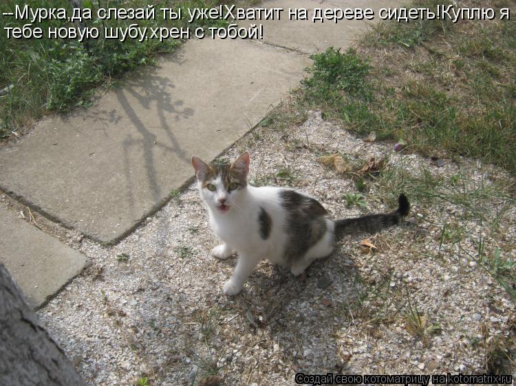Котоматрица: --Мурка,да слезай ты уже!Хватит на дереве сидеть!Куплю я тебе новую шубу,хрен с тобой!