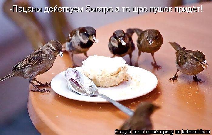 Котоматрица: -Пацаны действуем быстро а то щас пушок придёт!