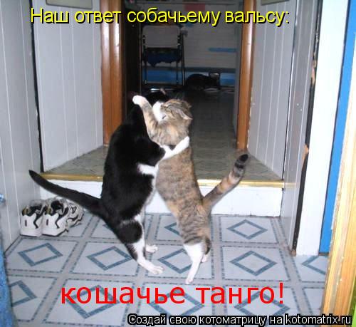 Наш ответ собачьему вальсу: кошачье танго!... Котоматрица: Наш ответ собачьему вальсу: кошачье танго!