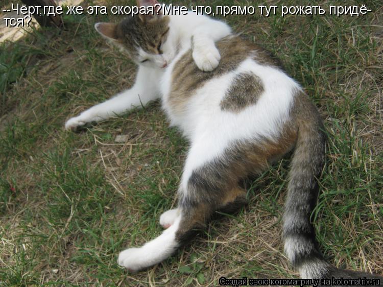 Котоматрица: --Чёрт,где же эта скорая?Мне что,прямо тут рожать придё- тся?