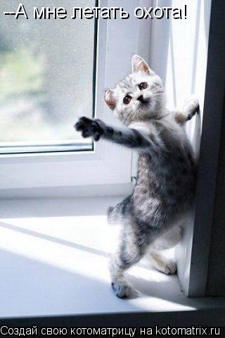 Котоматрица: --А мне летать охота!