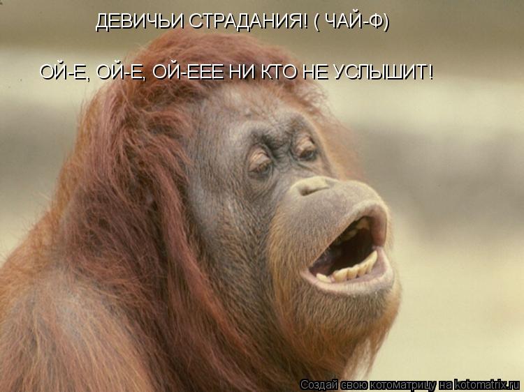 ОЙ-Е, ОЙ-Е, ОЙ-ЕЕЕ НИ КТО НЕ УСЛЫШИТ! ДЕВИЧЬИ СТРАДАНИЯ! ( ЧАЙ-Ф)... Котоматрица: ОЙ-Е, ОЙ-Е, ОЙ-ЕЕЕ НИ КТО НЕ УСЛЫШИТ! ДЕВИЧЬИ СТРАДАНИЯ! ( ЧАЙ-Ф)