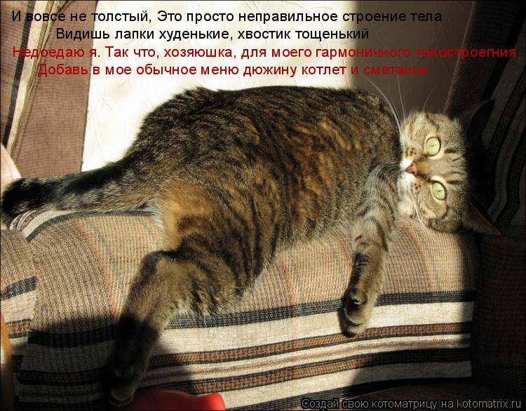 Котоматрица: И вовсе не толстый, Это просто неправильное строение тела   Видишь лапки худенькие, хвостик тощенький Недоедаю я. Так что, хозяюшка, для моег