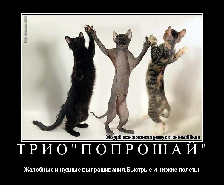 трио"Попрошай" Жалобные и нудные выпрашивания.Быстрые и низкие полёты... Котоматрица: трио"Попрошай" Жалобные и нудные выпрашивания.Быстрые и низкие полёты