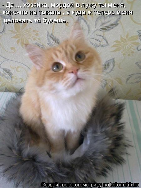 Котоматрица: - Да..., хозяйка, мордой в лужу ты меня,  конечно на тыкала , а куда ж теперь меня  целовать то будешь.