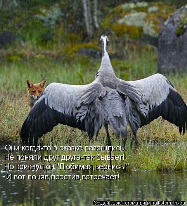 Котоматрица: Они когда-то в сказке разошлись. Не поняли друг друга-так бывает! Но крикнул он:"Любимая,вернись!" И вот поняв,простив,встречает!