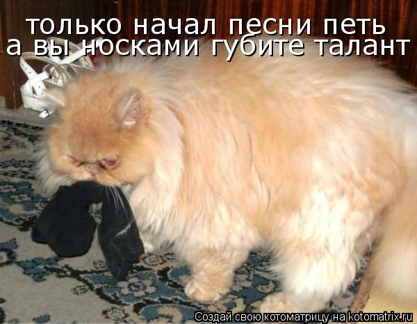 Котоматрица: только начал песни петь а вы носками губите талант