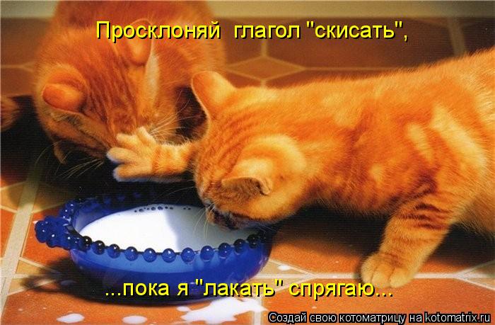 Котоматрица: Просклоняй  глагол "скисать", ...пока я "лакать" спрягаю...