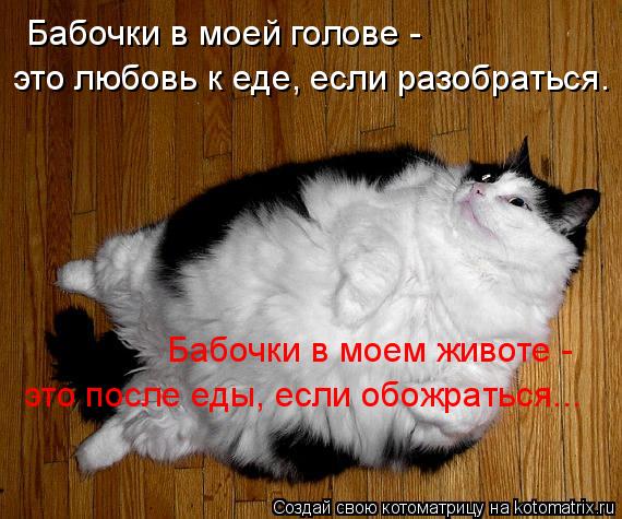 Котоматрица: Бабочки в моей голове -  это любовь к еде, если разобраться. Бабочки в моем животе -  это после еды, если обожраться...
