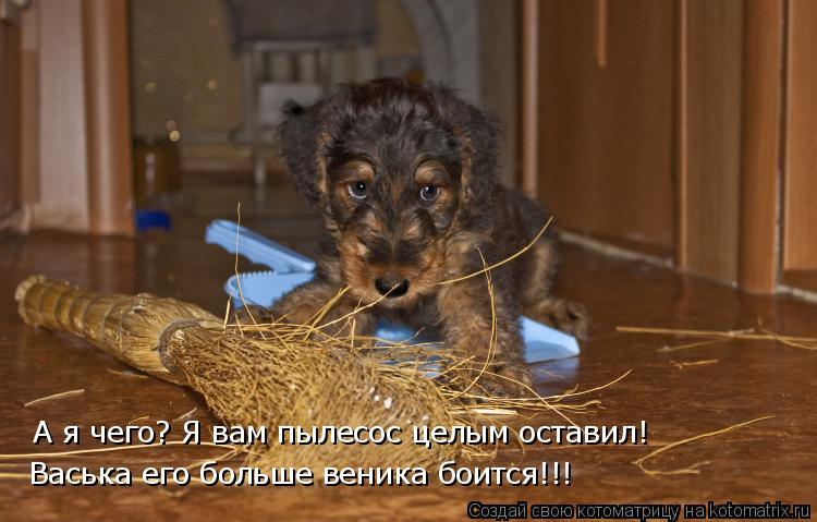 А я чего? Я вам пылесос целым оставил! Васька его больше веника боится!!!... Котоматрица: А я чего? Я вам пылесос целым оставил! Васька его больше веника боится!!!