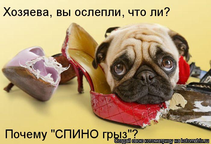 Котоматрица: Хозяева, вы ослепли, что ли? Почему "СПИНО грыз"?