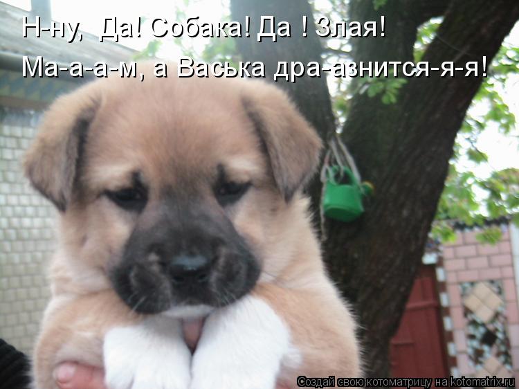 Н-ну, Да! Собака! Да ! Злая! Ма-а-а-м, а Васька дра-азнится-я-я!... Котоматрица: Н-ну, Да! Собака! Да ! Злая! Ма-а-а-м, а Васька дра-азнится-я-я!
