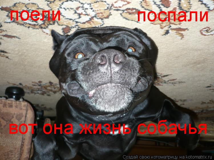 Котоматрица: вот она жизнь собачья поели поспали