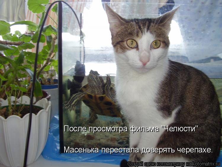 После просмотра фильма "Челюсти" Масенька перестала доверять черепахе.... Котоматрица: После просмотра фильма "Челюсти" Масенька перестала доверять черепахе.