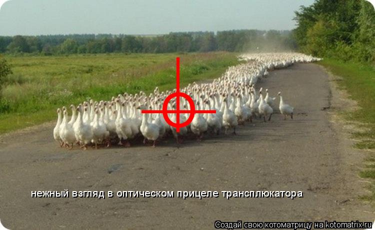 Котоматрица: О ____ ____ нежный взгляд в оптическом прицеле трансплюкатора