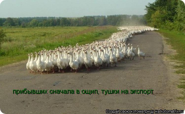 Котоматрица: прибывших сначала в ощип, тушки на экспорт