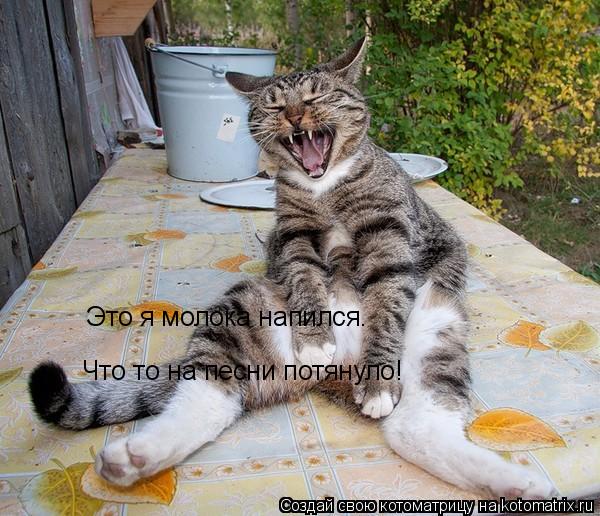 Котоматрица: Это я молока напился. Что то на песни потянуло!