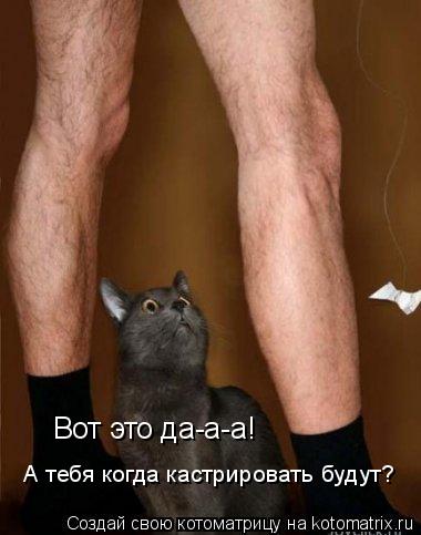 Котоматрица: Вот это да-а-а! А тебя когда кастрировать будут?